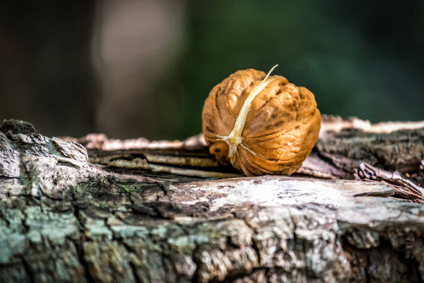Walnut When Fall Off Tree 11,800+ Walnut Forest Stock Photos, Pictures & Royalty-Free Images - iStock