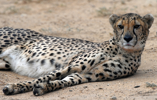 A young male cheetah is seen on a game drive at Inverdoorn Private Game Reserve on Monday 25 April in Ceres, South Africa. The Western Cape is home to a number of hidden safari gems that are all begging to be explored. One such shining gem is located a mere 2.5 hours from the Mother City and is an incredible 10 000 hectare private game reserve that is truly wild and beautiful. Inverdoorn Private Game Reserve is a majestic home to the big 5 in the Tankwa Karoo. The big 5 and other wildlife used to roam this area before being wiped out due to habitat loss, but they have gradually rewilded the land and reintroduced wildlife to this private reserve over the past 20 years.