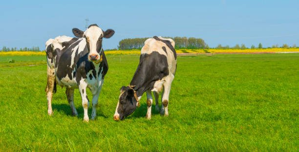 istock Cows in a green meadow in sunlight under a blue sky in springtime 1393589259
