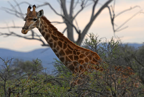 A young giraffe is seen in the wild on a game drive at Inverdoorn Private Game Reserve on Monday 25 April in Ceres, South Africa. The Western Cape is home to a number of hidden safari gems that are all begging to be explored. One such shining gem is located a mere 2.5 hours from the Mother City and is an incredible 10 000 hectare private game reserve that is truly wild and beautiful. Inverdoorn Private Game Reserve is a majestic home to the big 5 in the Tankwa Karoo. The big 5 and other wildlife used to roam this area before being wiped out due to habitat loss, but they have gradually rewilded the land and reintroduced wildlife to this private reserve over the past 20 years.