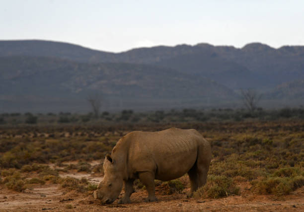 Wild white rhino in Pilanesberg National Park South Africa during the rainy season when the grass is green and abundant.