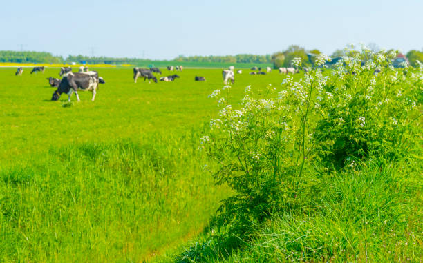 istock Cows in a green meadow in sunlight under a blue sky in springtime 1393589587