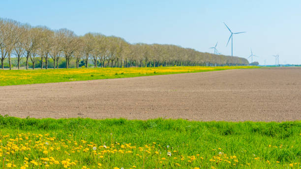 Yellow wild flowers along a plowed agricultural field with furrowsin sunlight under a blue sky in spring stock photo