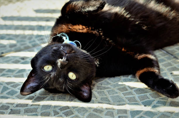 A big black cat bobtail lying on the garage floor gracefully
