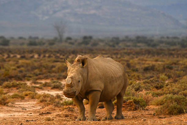 istock Inverdoorn Private Game Reserve 1393590054