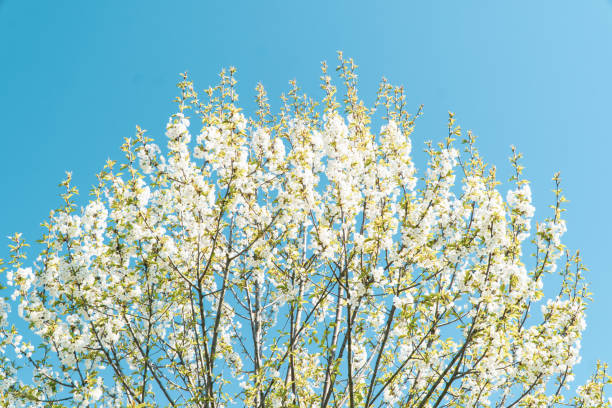 istock Spring flowers, white spring flowers blooming on the tree branches. Fresh blossom growth. Awake of the nature concept idea. 1393590082