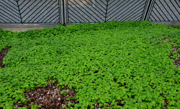 cover perennials in the old garden cover the surface of the slope against erosion. green deciduous forest under the trees in the shade. metal lattice fencing with oblique filling arrangement. The siding holds the slope by the sidewalk, karmina, cantabrigiense, endresii, hedera helix, groundcover, magnificum las plantas perennes cubiertas en el antiguo jardín cubren la superficie de la pendiente contra la erosión. bosque verde caducifolio bajo los árboles a la sombra. cercado de celosía metálica con disposición de relleno oblicuo. el apartadero sostiene