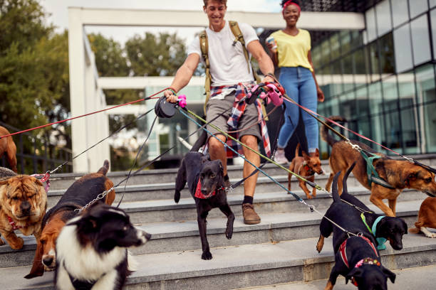 istock Dog walkers enjoying their work. Pets, walkers, service 1393591964