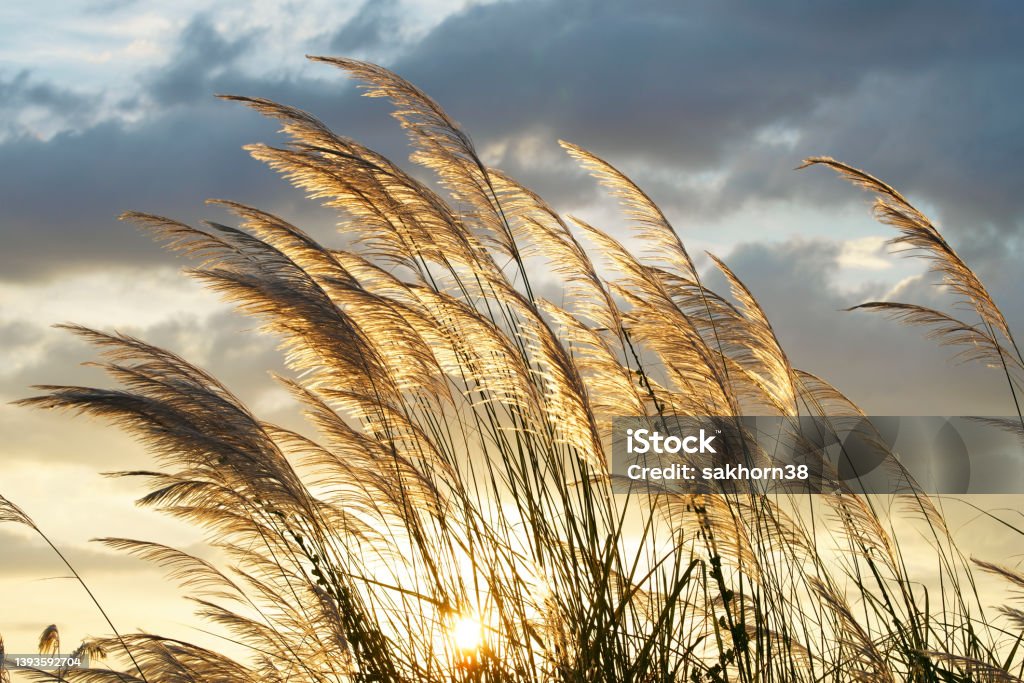 reeds flower silhouette of swaying from wind reeds flower at twilight sunset Reed - Grass Family Stock Photo