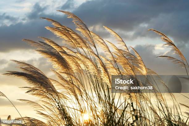 Reeds Flower Stock Photo - Download Image Now - Reed - Grass Family, Wind, Grass