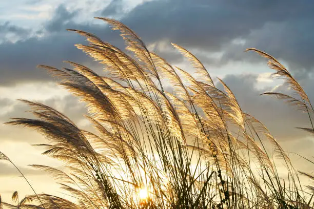 silhouette of swaying from wind reeds flower at twilight sunset