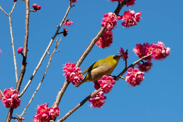 Plum blossom and Japanese white-eye Chiba prefecture Japan stock photo
