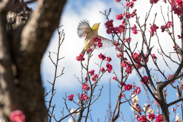 Plum blossom and Japanese white-eye Chiba prefecture Japan stock photo