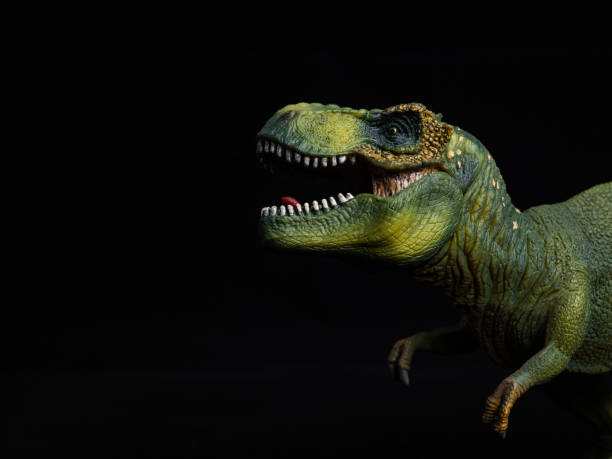 tiranossauro rex no fundo preto - prehistoric antiquity - fotografias e filmes do acervo