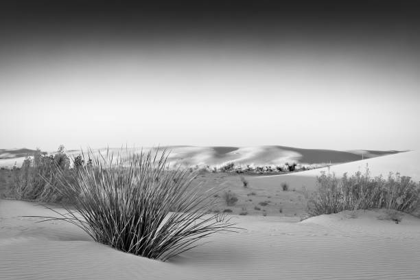 風光明媚な砂漠 - new mexico 写真 ストックフォトと画像