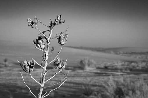Springtime and a dried yucca plant at sundown in White Sands National Park near Alamogordo, New Mexico.