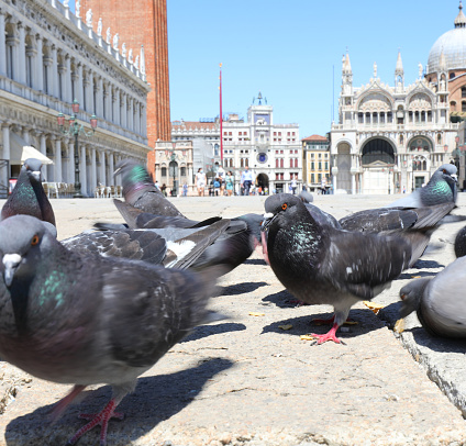 urban pigeons in San Marco square in Venice in Northern Italy with very few people with the basilica in the background