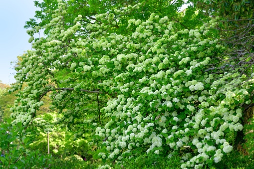 Viburnum plicatum, or Japanese snowball, produces 2 to 3 inch wide showy, snowball-type clusters of white flowers in spring. (The flowers in those photos are still greenish, but they are about to turn white.) It is a dense, upright, multi-stemmed, deciduous shrub with somewhat horizontal branching that grows 3 to 4 meters high.