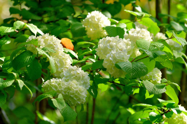 Viburnum plicatum / Japanese Snowball Flower Viburnum plicatum, or Japanese snowball, produces 2 to 3 inch wide showy, snowball-type clusters of white flowers in spring. (The flowers in those photos are still greenish, but they are about to turn white.) It is a dense, upright, multi-stemmed, deciduous shrub with somewhat horizontal branching that grows 3 to 4 meters high. viburnum stock pictures, royalty-free photos & images