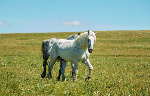 Rural scene of two white and grey Percheron horses walking through a pasture of green grass towards the camera.