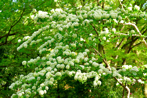 Viburnum plicatum, or Japanese snowball, produces 2 to 3 inch wide showy, snowball-type clusters of white flowers in spring. (The flowers in those photos are still greenish, but they are about to turn white.) It is a dense, upright, multi-stemmed, deciduous shrub with somewhat horizontal branching that grows 3 to 4 meters high.