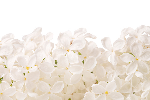 Spring flowers lily of the valley and jasmine isolated on white background.