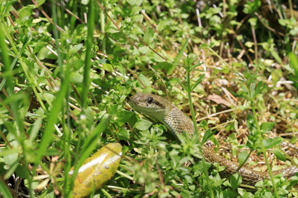 istock Japanese rat snake 1393601673