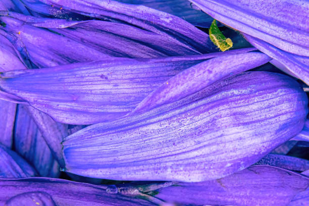 Brightly colored flower daisy pedals piled together