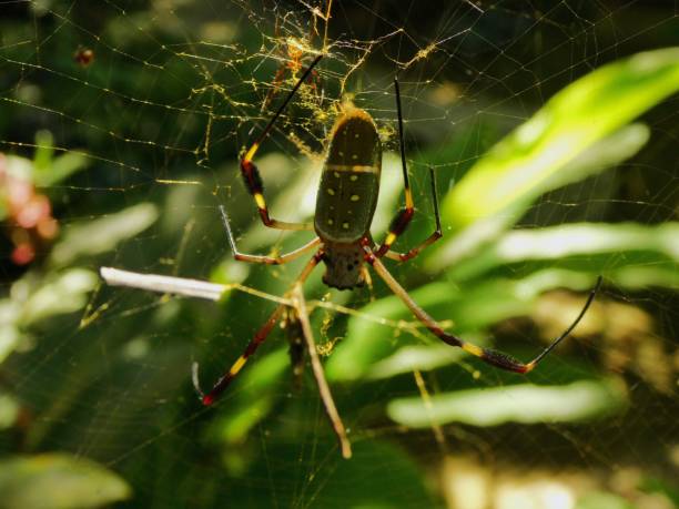 istock Golden Silk Orb Weaver Spider 1393602362