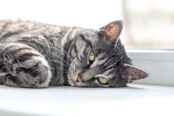 istock A cute gray tabby cat looking at the camera 1393603635