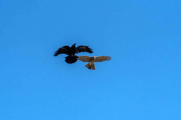 istock Sparrowhawk (Accipiter nisus) a bird of prey raptor in flight attacking a jackdaw crow 1393603725
