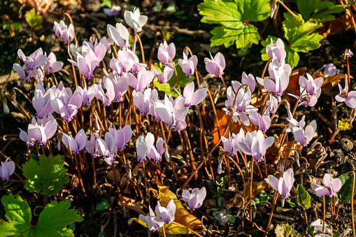 Cyclamen coum a winter spring pink purple flowering plant commonly known as eastern cyclamen, stock photo image