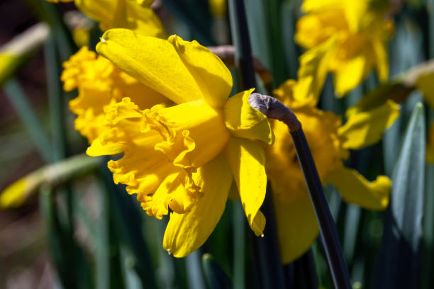 narciso 'mando' - daffodil winter narcissus yellow single flower fotografías e imágenes de stock