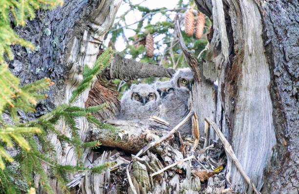 istock Great Horned Owlets On Their Nest 1393605520