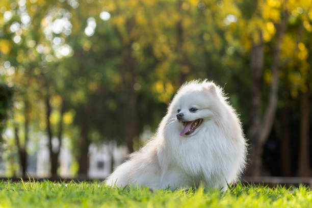 Portrait of a white Japanese Spitz dog Portrait of a white Japanese Spitz dog spitz type dog stock pictures, royalty-free photos & images