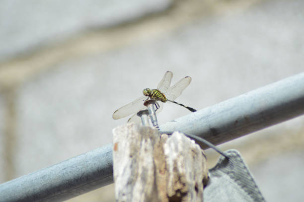 vue en contre-plongée libellule perchée sur un boulon de fer à corde à linge - eye bolt photos et images de collection