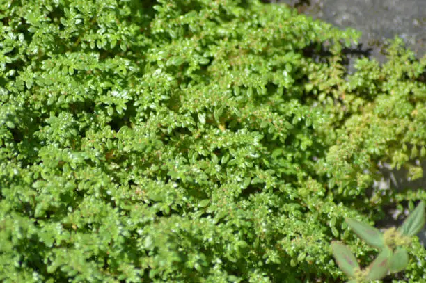 Natural Tiny Wild Plants Growing In The Yard Of The House