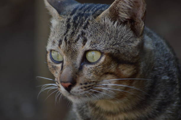 istock Closed Up Striped Black Tomcat Head Eyeballs See Things 1393609156