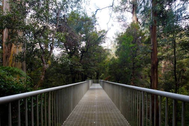 istock Rainforest Gallery Warburton in Victoria Australia 1393609176