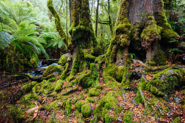 istock Rainforest Gallery Warburton in Victoria Australia 1393609190