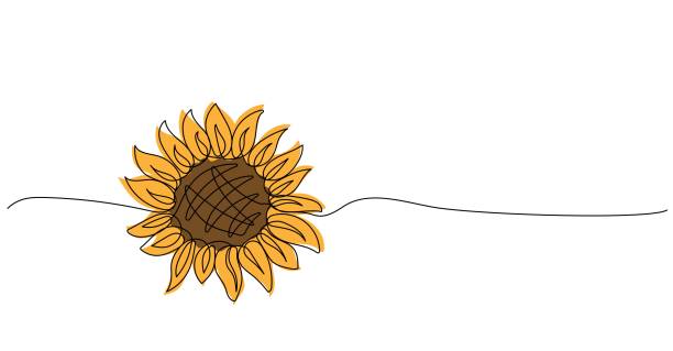 Continuous one line drawing of sunflower Continuous one line drawing of sunflower. Floral minimalist linear design isolated on white background. Trendy vector illustration sunflower stock illustrations