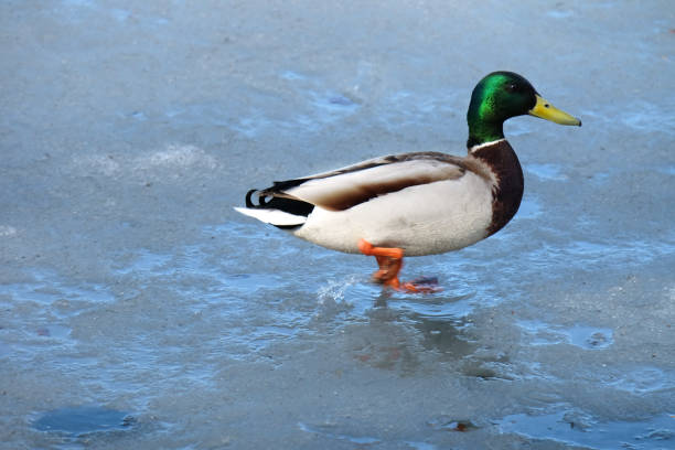 istock Mallard duck male 1393610335