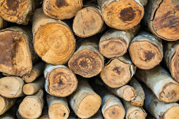 istock The Background Dry firewood logs. 1393610659