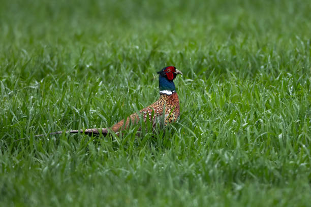 istock Pheasant male walking in the grass Phasianus colchicus 1393610903