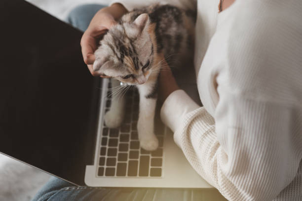 istock A woman uses a notebook computer with a cat on his lap. 1393610973