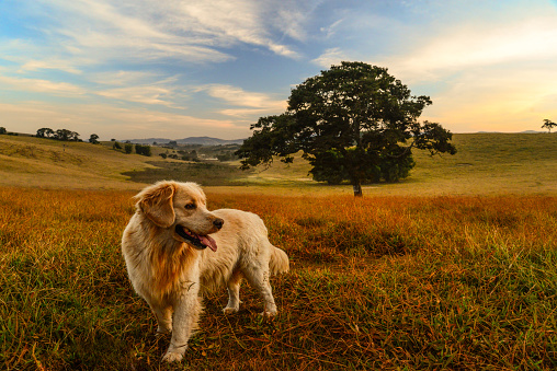White Dog - Golden Retriever with nature background