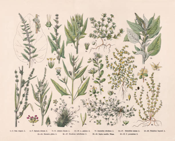istock Flowering plants (Caryophyllales), hand-colored wood engraving, published in 1887 1393611924