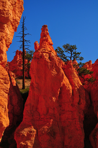 Spectacular red rock formations in the Navajo Loop trail of Bryce Canyon National Park, Utah, Southwest USA