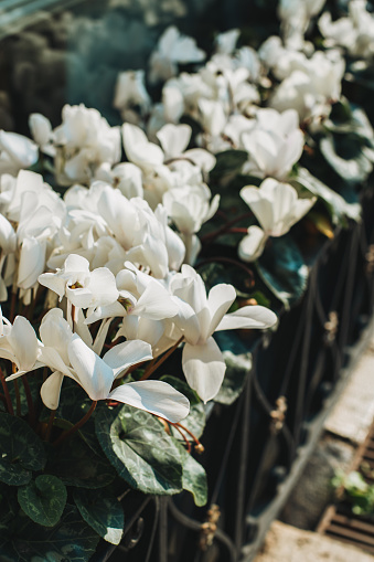 Beautiful white cyclamen flowers on the street of Verona city. Selective focus.