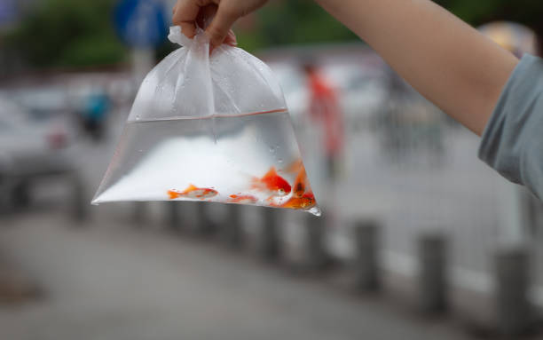 goldfish in a bag